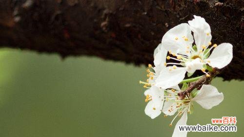 探寻白梅花背后的美学和哲学 白梅花的寓意与文化价值