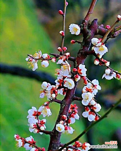 探寻白梅花背后的美学和哲学 白梅花的寓意与文化价值