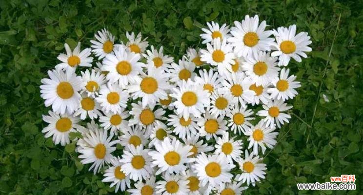 与白色雏菊共谱美好人生的十五篇记忆 白色雏菊花花语-悦动心灵的清纯与希望