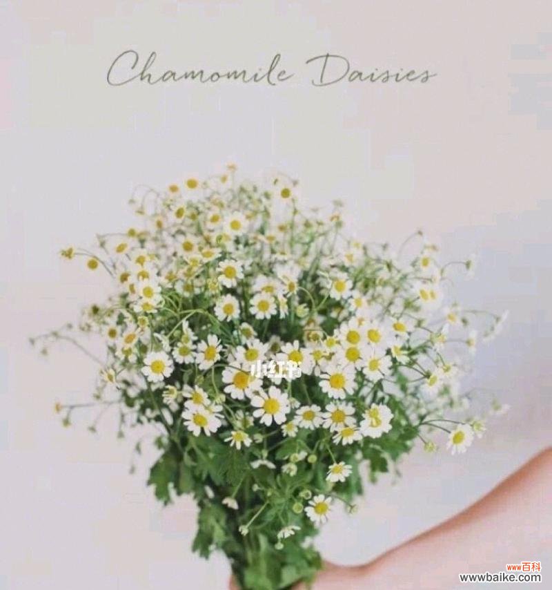 与白色雏菊共谱美好人生的十五篇记忆 白色雏菊花花语-悦动心灵的清纯与希望