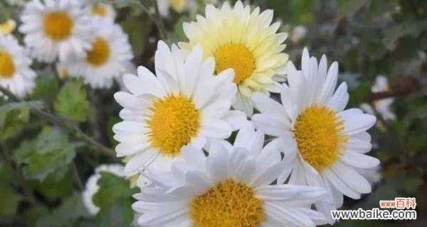 与白色雏菊共谱美好人生的十五篇记忆 白色雏菊花花语-悦动心灵的清纯与希望