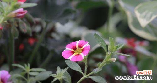 用白色矮牵牛传递真挚的情感与永恒的承诺 白色矮牵牛花语