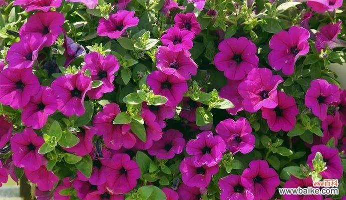 用白色矮牵牛传递真挚的情感与永恒的承诺 白色矮牵牛花语