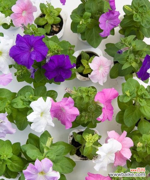 用白色矮牵牛传递真挚的情感与永恒的承诺 白色矮牵牛花语