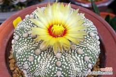 白鸟仙人球花语的神秘力量与独特魅力 白鸟仙人球花语