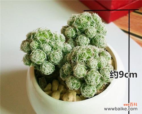 白鸟仙人球花语的神秘力量与独特魅力 白鸟仙人球花语