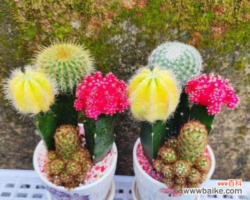 白鸟仙人球花语的神秘力量与独特魅力 白鸟仙人球花语