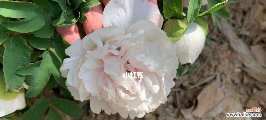 探究白牡丹的象征意义及文化价值 白牡丹