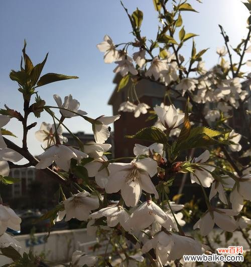 白色海棠花语的传统意义与当代诠释 白色海棠花语-清新、纯洁、坚韧