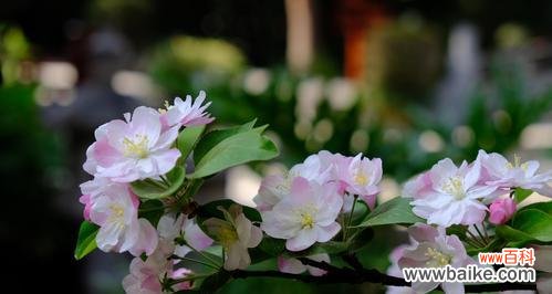 白色海棠花语的传统意义与当代诠释 白色海棠花语-清新、纯洁、坚韧