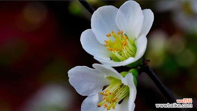 白色海棠花语的传统意义与当代诠释 白色海棠花语-清新、纯洁、坚韧