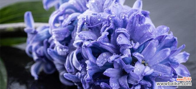 恢弘花语中的生命之歌 白色风信子