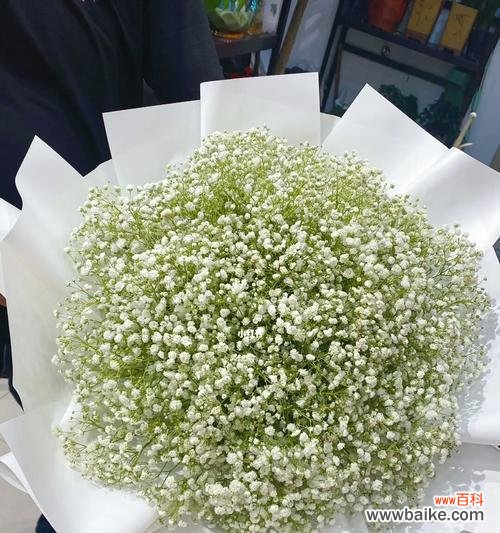 满天星花语揭示的秘密与寓意 白色的满天星