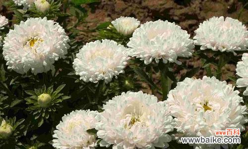 以花语传递美好的寓意 白色翠菊