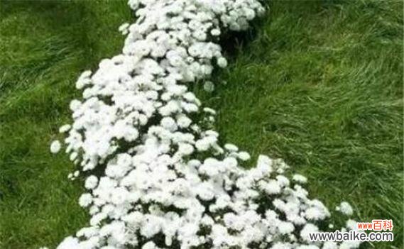 以花语传递美好的寓意 白色翠菊