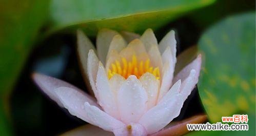 探索白色睡莲的花语 白色睡莲的花语及其传递的美好寓意