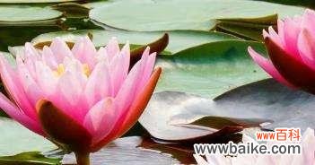 探索白色睡莲的花语 白色睡莲的花语及其传递的美好寓意