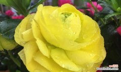 白色秋牡丹的宁静与纯洁 秋牡丹花语的深意