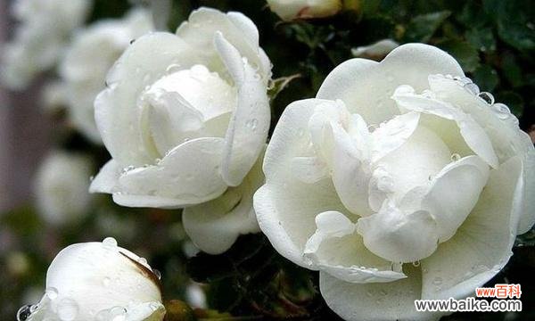 寓意纯洁与爱情的白色海棠 白色海棠的花语与美丽