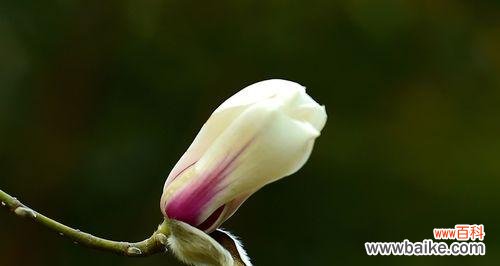 探索玉兰花的花语与象征意义 白色玉兰花的美丽与意义