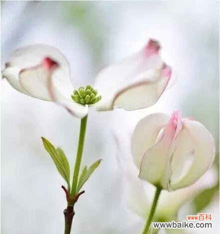 百合花传递感恩之意 感恩之花——以百合花为例