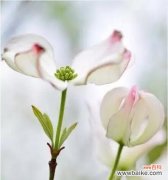 感恩的花语传递温暖与感激 用花语表达感谢之情