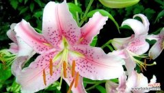 菊花的花语和意义 感恩感谢的花语——向菊花致敬