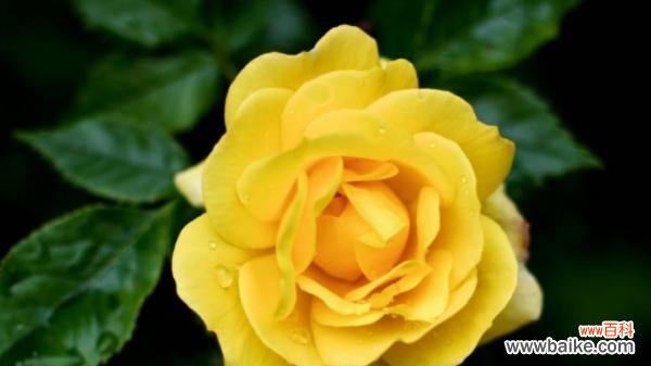 百合花 感谢遇见你——以百合花的花语为主题的文章