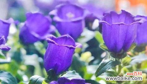 爱情的烈焰 《告白的花语——以红玫瑰为主题的浪漫情书》