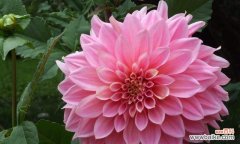 花开花落 告别的花语——风信子