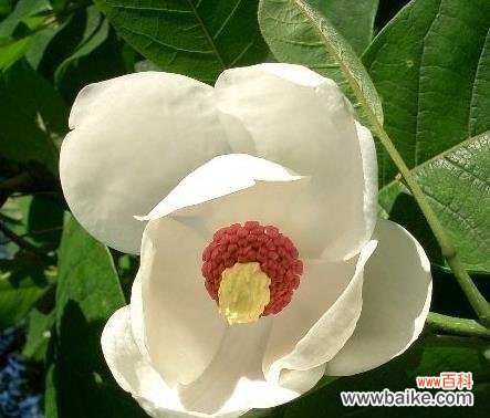 领略铁线莲的高冷魅力 高冷的花语——铁线莲的悠然与独立