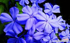 探寻玫瑰花孤傲的内涵与表达 孤傲之花——寂寞而坚毅的玫瑰