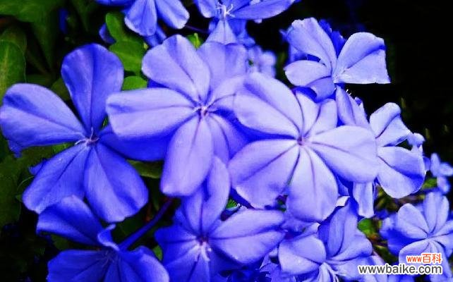 探寻玫瑰花孤傲的内涵与表达 孤傲之花——寂寞而坚毅的玫瑰