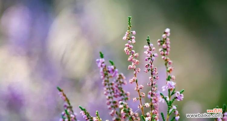 探寻内心的寂静与迷茫之旅 孤独迷茫——寂寞花的花语