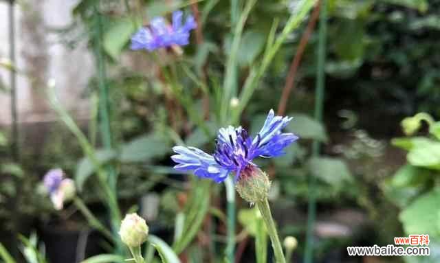 探寻内心的寂静与迷茫之旅 孤独迷茫——寂寞花的花语