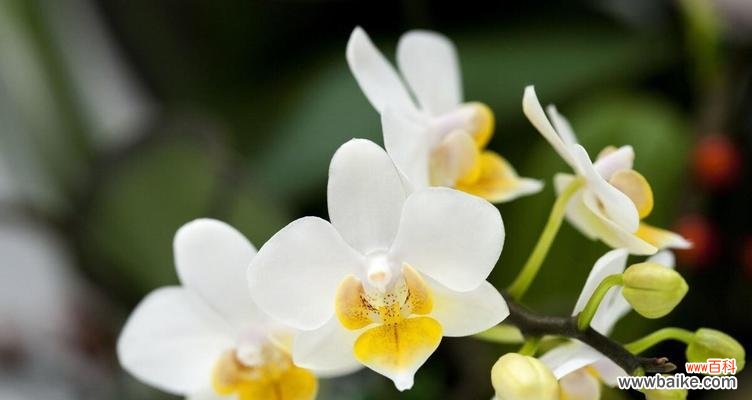 以百合为主题 友谊之花