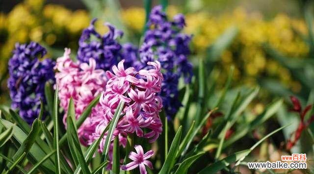 以百合为主题 友谊之花