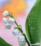 以牵牛花为主题的故乡情怀 故乡情怀之花语