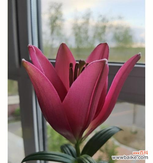 从根系到叶片 百合花长势解析——探寻花卉生长的奥秘