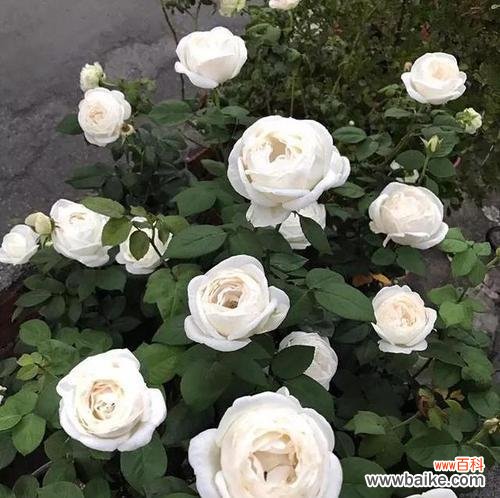 探索白月季的深刻花语 白月季的花语与意义