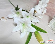 探索百合在文化中的象征和应用领域 解读“以百合一头”的意义