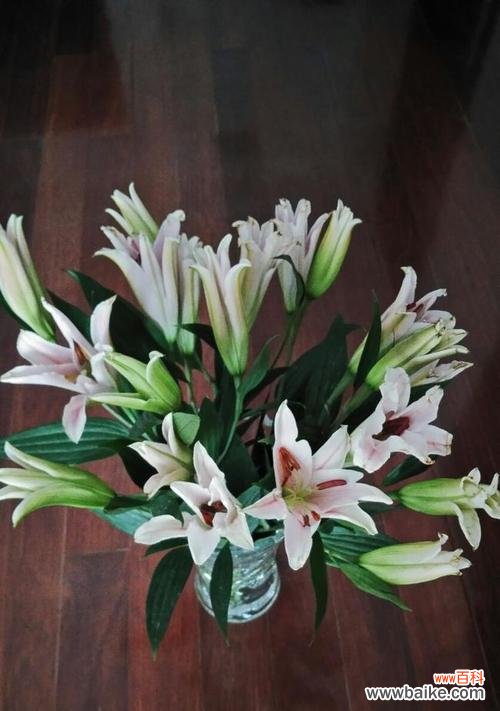 探索百合在文化中的象征和应用领域 解读“以百合一头”的意义