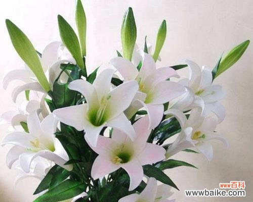 探索百合在文化中的象征和应用领域 解读“以百合一头”的意义