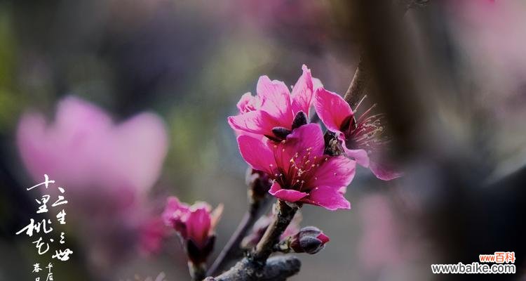 用白色桃花传达美丽浪漫的情感 白色桃花的花语——寄托清新与纯洁的爱情