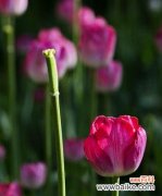 探索白郁金香的花语意义 白郁金香花语