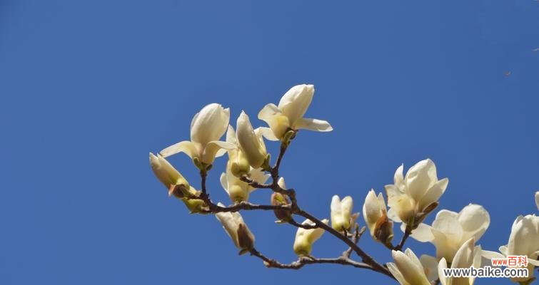 白玉兰花 白玉兰花的象征意义及文化价值
