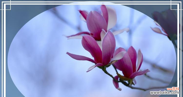 白玉兰花 白玉兰花的象征意义及文化价值