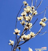 探寻白玉兰花所传递的美好寓意 白玉兰花语的深意