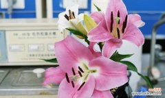 探索百合罗宾娜的意义与象征 百合罗宾娜