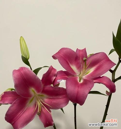 探索百合罗宾娜的意义与象征 百合罗宾娜